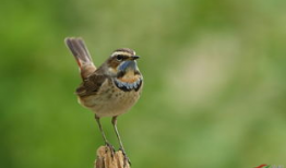 小鸟视频,小鸟视频中的生态瞬间